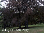 Arboretum Sola gratia, Bystřice pod Hostýnem