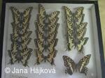 Podzimni vystava